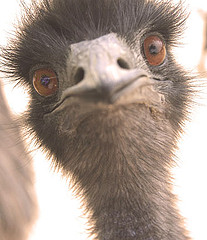 goofy emu