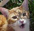 cat rebellion ringleader