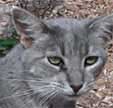 cat rebellion ringleader