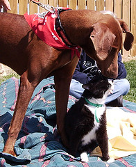 duke loves vincent